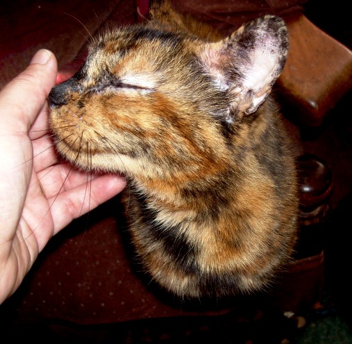 chrystal cats in crisis animal charity.jpg